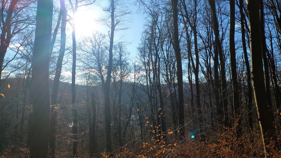 Sonniger Aufstieg im Wienerwald. Foto: Birgit Matzinger