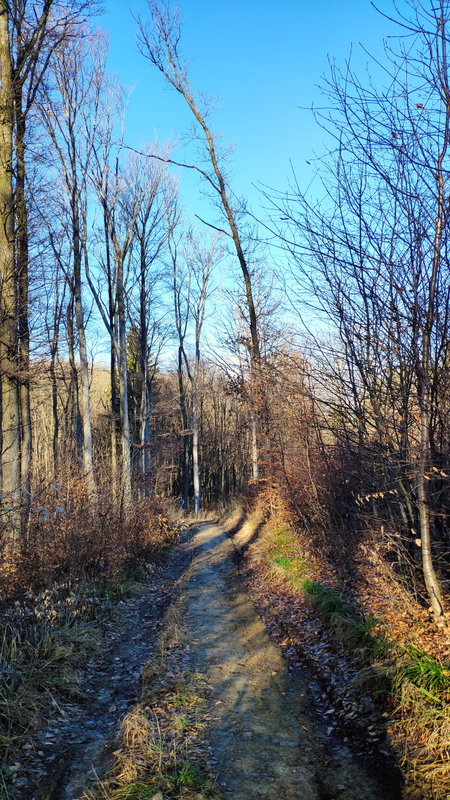 Schöner Waldweg. Foto: Birgit Matzinger