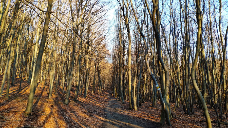 Nachmittagssonne im Wienerwald. Foto: Birgit Matzinger