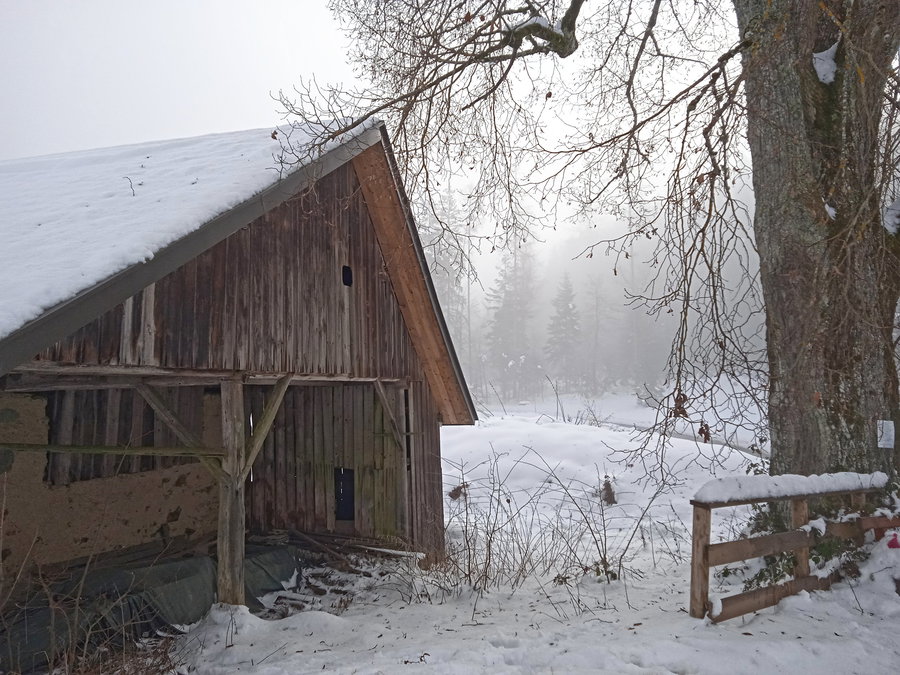 Beim Opferholz lichtet sich der Nebel schon ein wenig. Foto: Birgit Frank