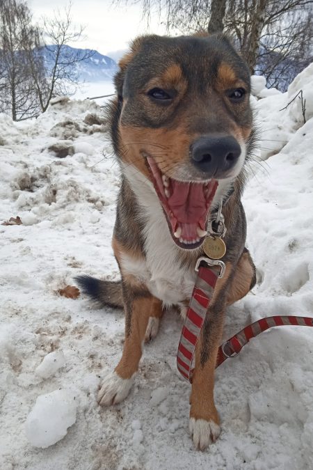 Hund. Foto: Birgit Frank