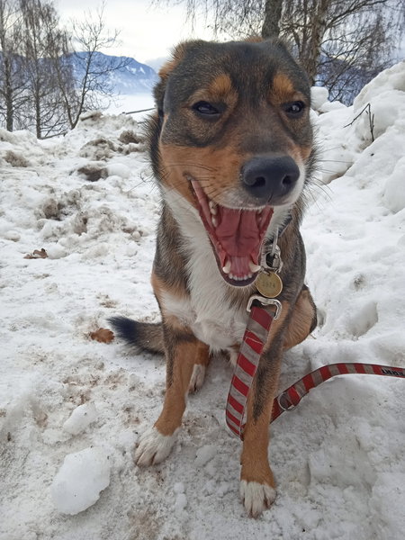 Hund. Foto: Birgit Frank