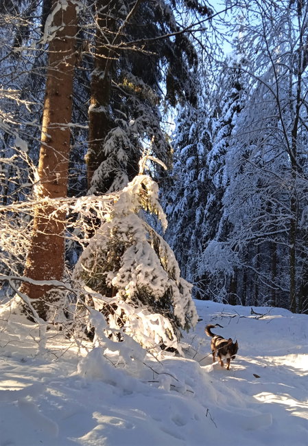 Sonne und Schnee, ein Traumtag. Foto: Birgit Frank