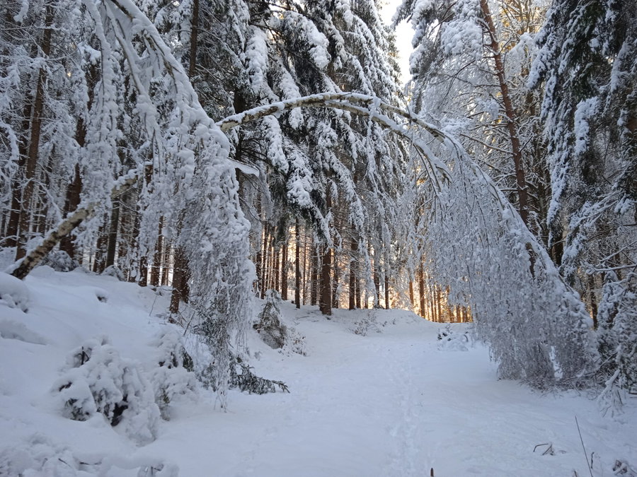 Winterwald. Foto: Birgit Frank