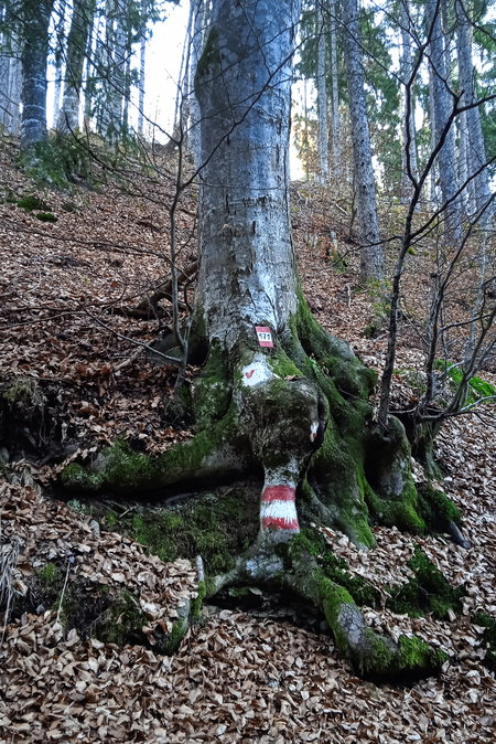 Waldweg. Foto: Birgit Frank