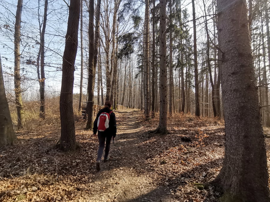 Ein sonniges Waldstück macht das Gehen leicht. Foto Veronika Schöll