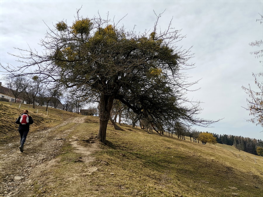 Am Weg zur Kaiserkogelhütte. Foto Veronika Schöll