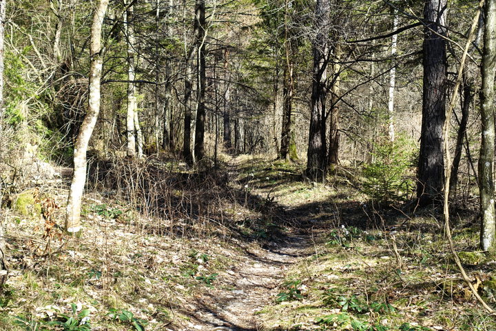 Weg entlang der Erlauf. Foto: Martin Heppner