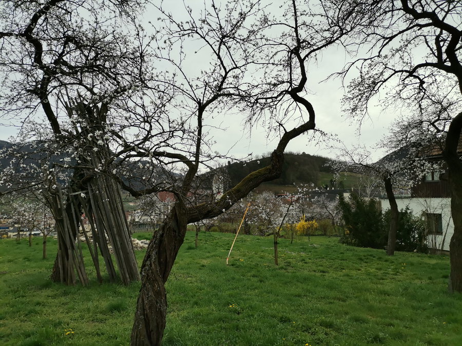 Marillenblüte in Spitz. Foto Veronika Schöll