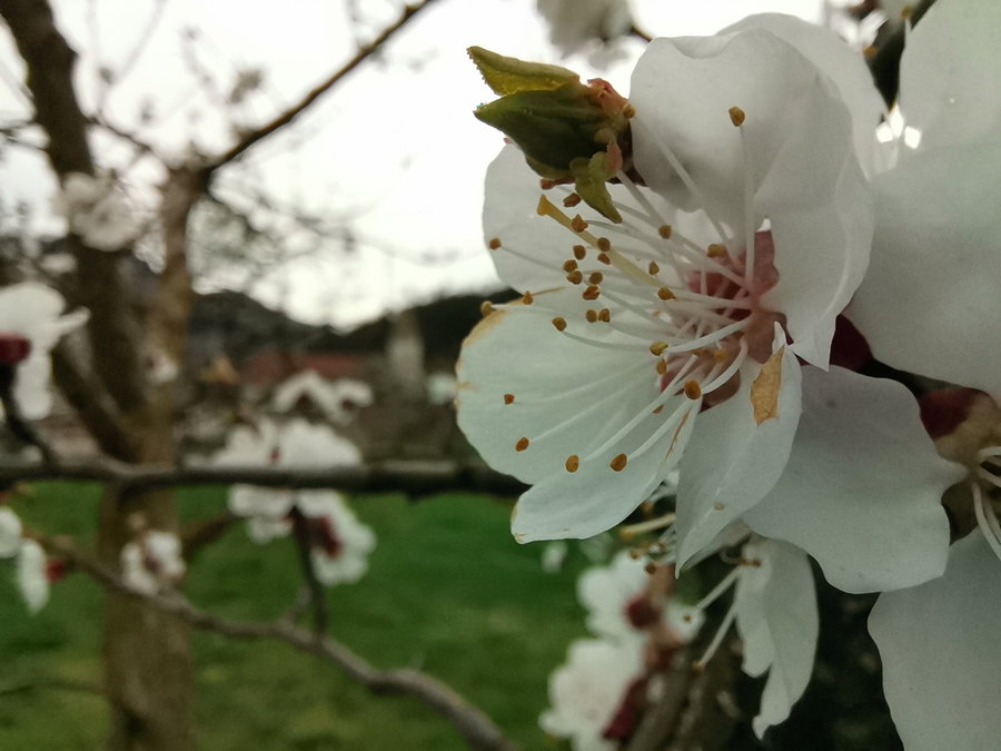 Marillenblüte in Spitz. Foto Veronika Schöll