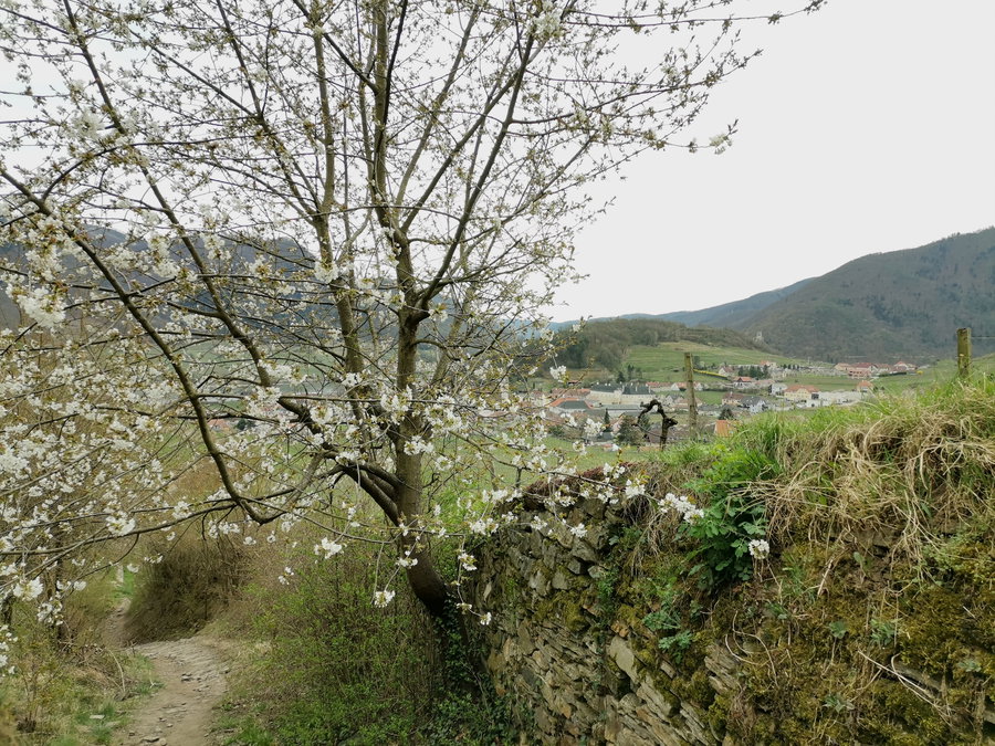 Hinunter nach Spitz. Foto Veronika Schöll