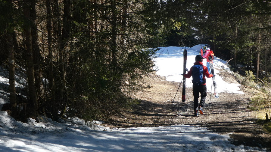 Fichtenharzduft. Foto Karl Plohovich