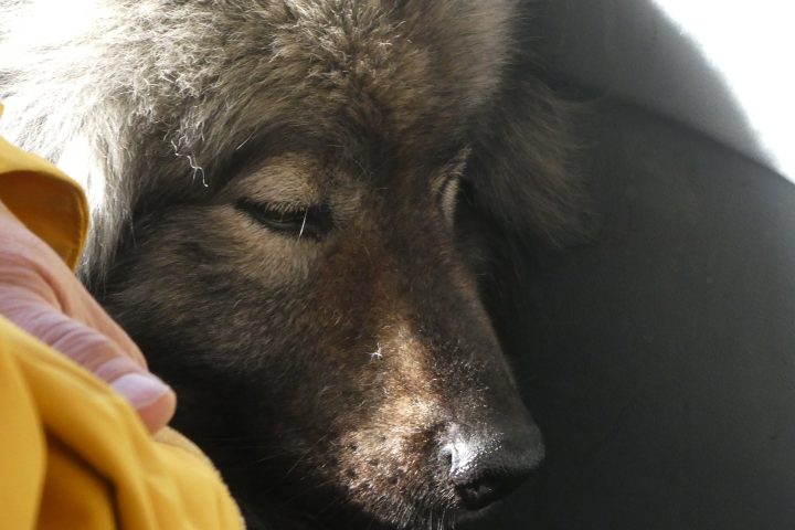 Mitreisende in Bahn und Bus. Fotos Karl Plohovich