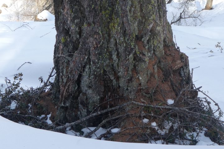 Licht und Schatten, 200 Jahre oder mehr. Fotos Karl Plohovich