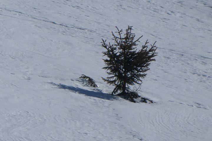 Unser Guide Thomas, Wappenadlerimitat. Fotos Karl Plohovich