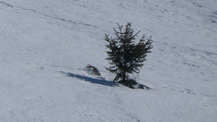 Unser Guide Thomas, Wappenadlerimitat. Fotos Karl Plohovich