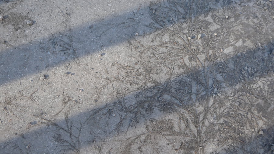 Eisblumen. Foto Karl Plohovich