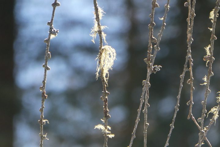 Kunstwerke. Fotos Karl Plohovich