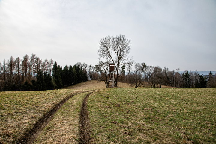 Weg Gebiet Waidholz. Foto: E. M. Ginal