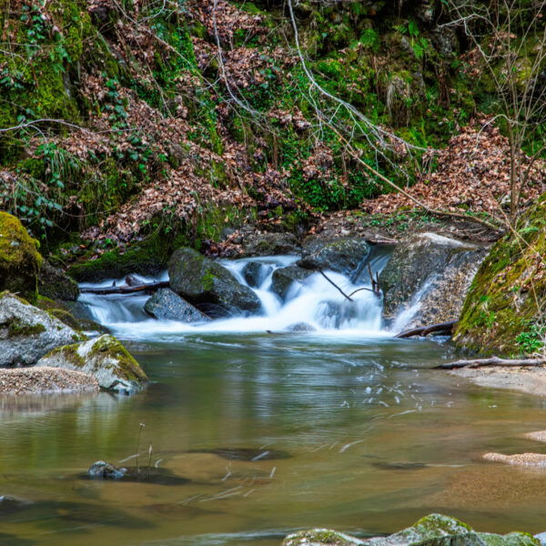 Impressionen vom Pesenbach 4. Foto: E. M. Ginal