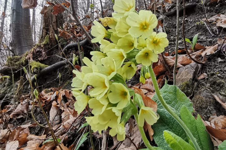 Himmelschlüssel und Neunblättrige Zahnwurz. Fotos Veronika Schöll