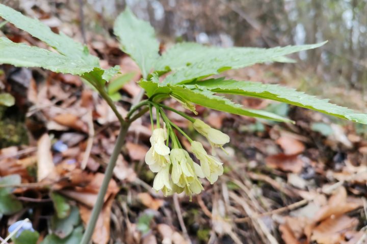 Himmelschlüssel und Neunblättrige Zahnwurz. Fotos Veronika Schöll