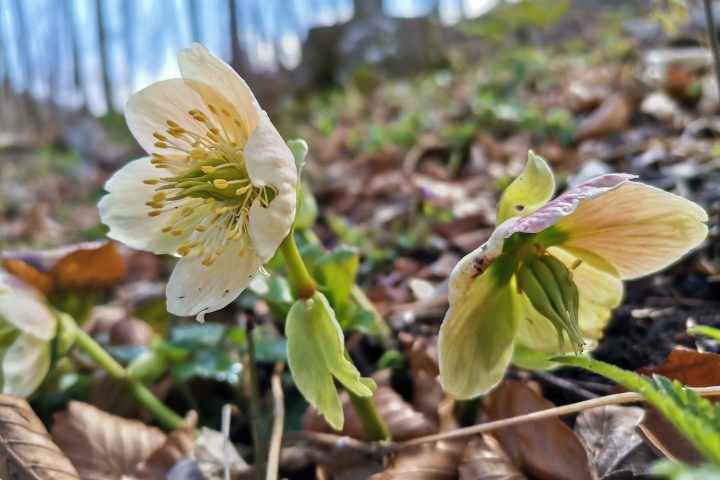 Abbiegen! Schneerosen! Fotos Veronika Schöll