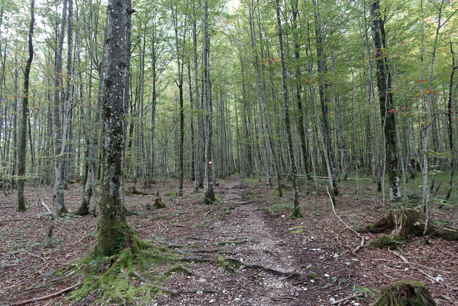 Waldweg. Foto: Gerold Petritsch