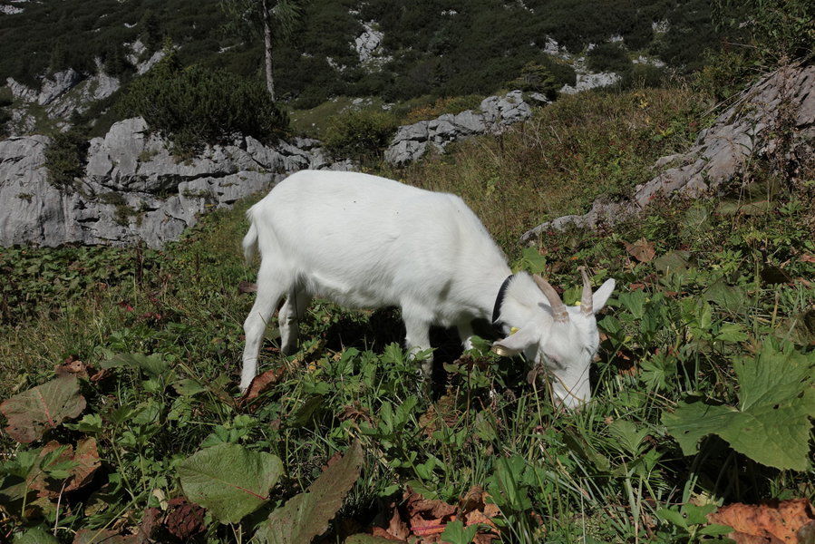 Hausziege der Pühringer Hütte. Foto: Gerold Petritsch