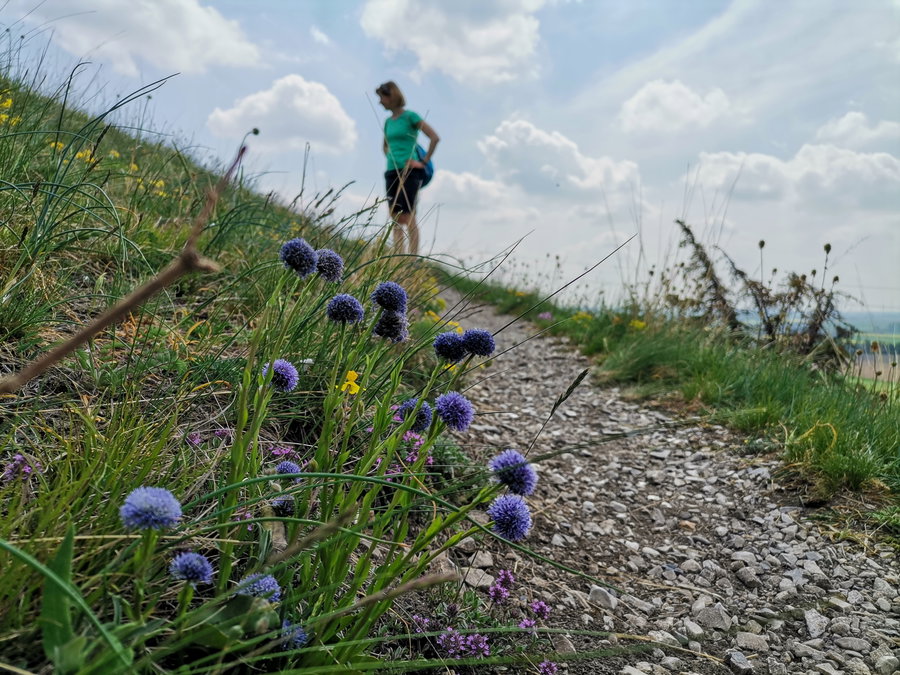Kugeldisteln und Wilder Thymian. Foto Veronika Schöll