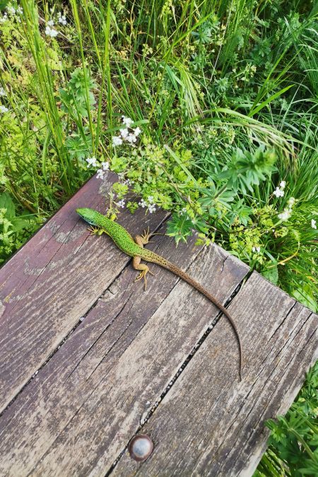 Blühender Bärlauch und eine Smaragdeidechse auf Brautschau. Fotos Verena Hirzenberger