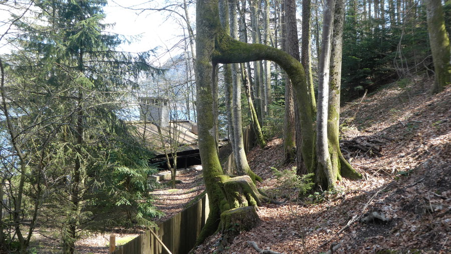 Buchen-Rätsel. Foto: Karl Plohovich
