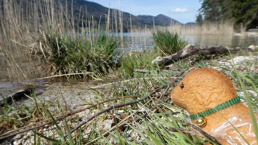 Der letzte Ausflug des Osterlämmchens. Foto: Karl Plohovich