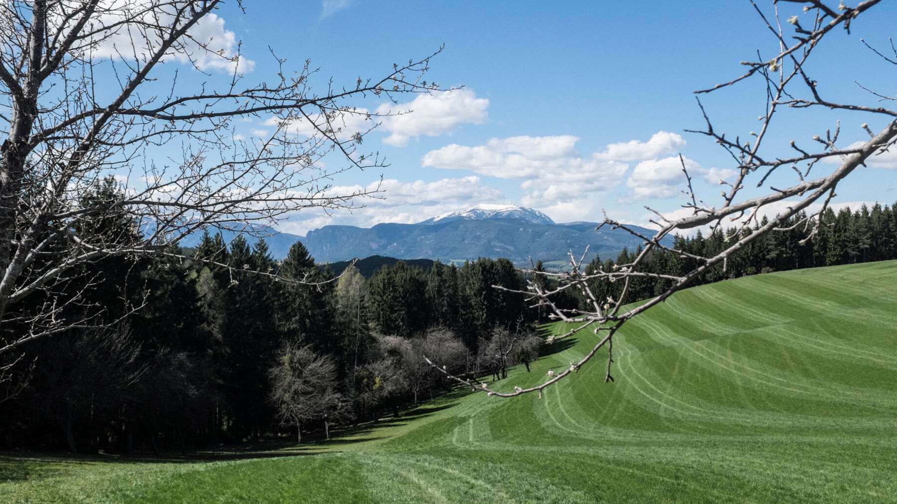 Frisch gemähte Wiese vor dem Schneeberg. Foto: Birgit Reiter