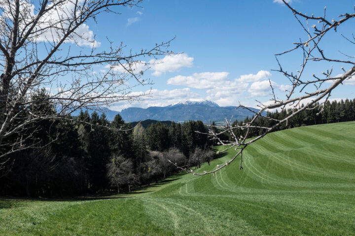 Frisch gemähte Wiese vor dem Schneeberg. Foto: Birgit Reiter