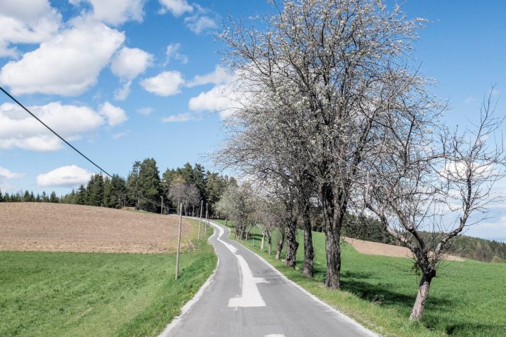 Obstbaumallee. Foto: Birgit Reiter