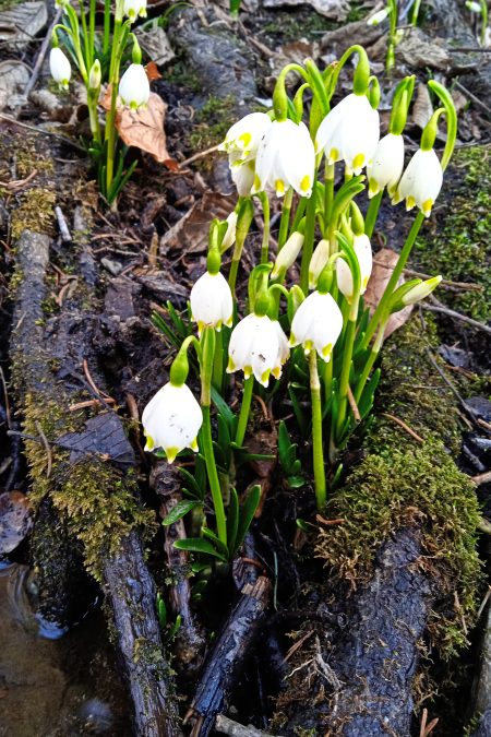 Maiglöckchen. Foto: Birgit Frank