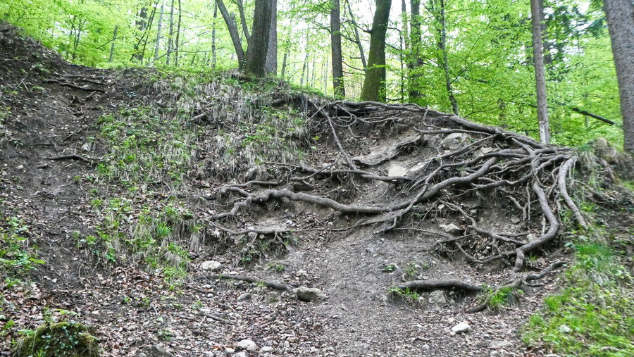 Wurzel-Kletterstelle. Foto: Karl Plohovich