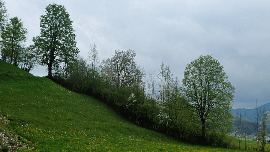 Kendlbach. Foto: Karl Plohovich