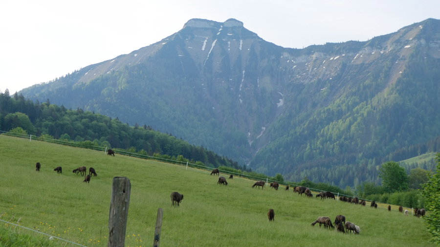 Kulisse Schmittenstein. Foto: Karl Plohovich
