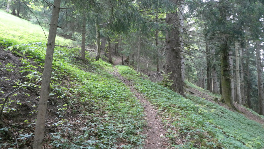 Stiller Waldweg. Foto: Karl Plohovich