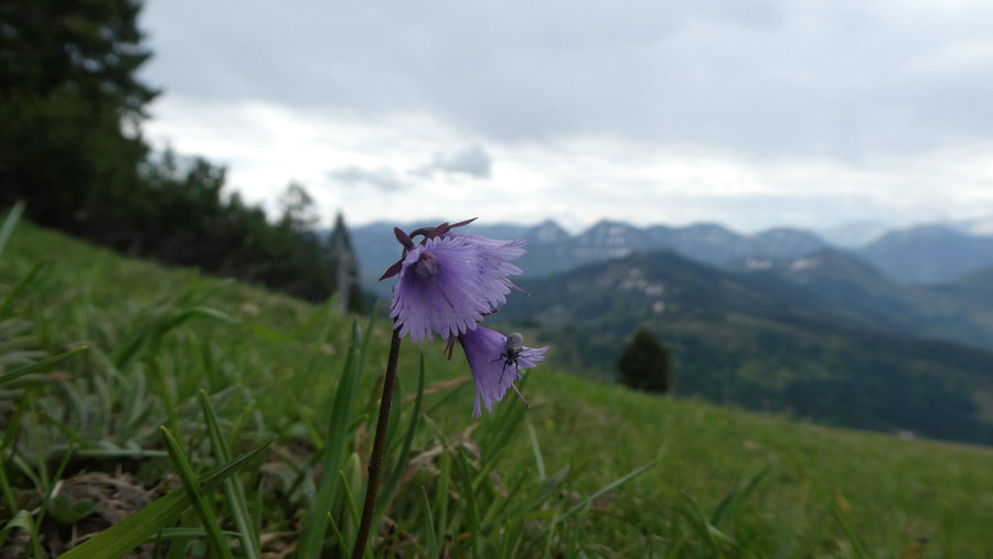 Soldanelle. Foto: Karl Plohovich