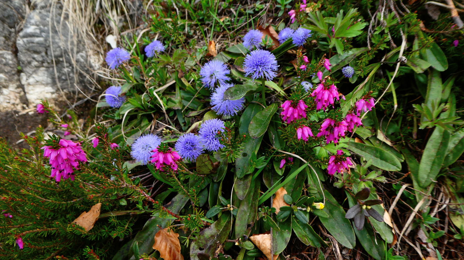 Erika und Kugelblume. Foto: Karl Plohovich