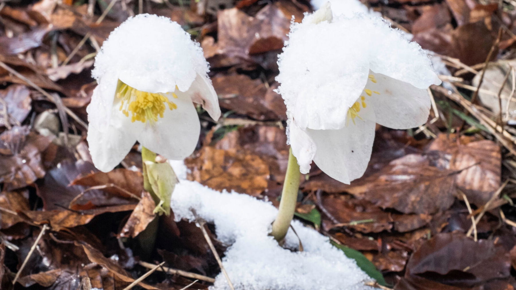 Schneerosen. Foto: Nikolaus Vogl