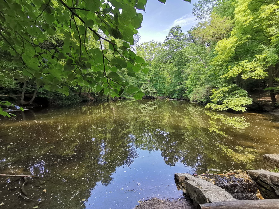 Im Dehneparkteich...