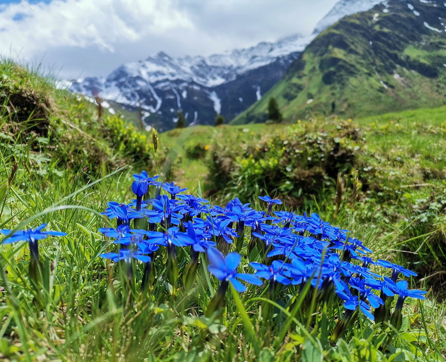 Blau, blau, blau ... Foto Veronika Schöll