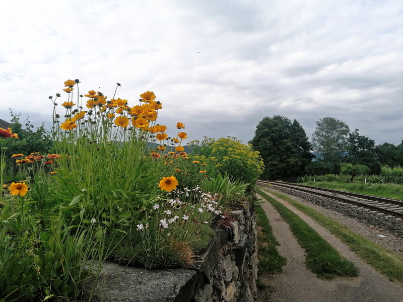 Abendimpression Zug und Blumen. Foto: Sarah Pallauf