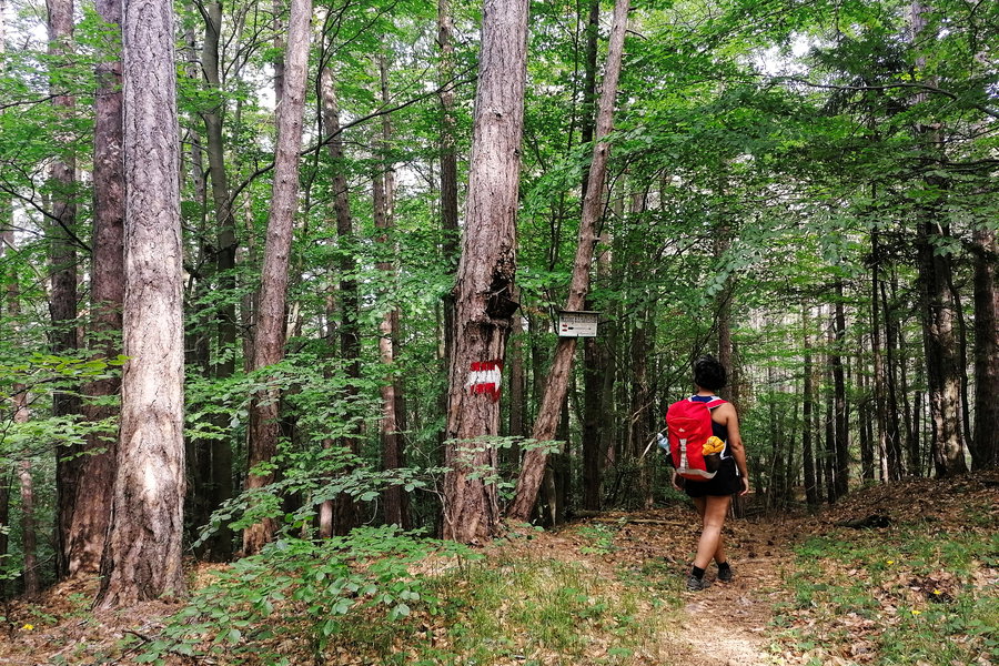 Abzweigung nach Wopfing. Foto: Sarah Pallauf