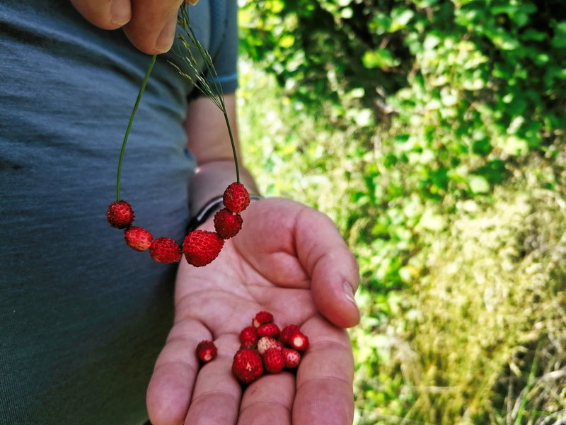 Allerlei Leckeres findet sich am Weg! Foto: Sarah Pallauf
