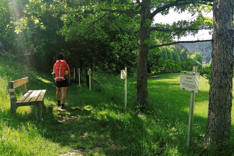 Baumlehrpfad am Myrabach. Foto: Sarah Pallauf
